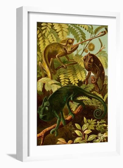 Chameleons-F.W. Kuhnert-Framed Premium Giclee Print