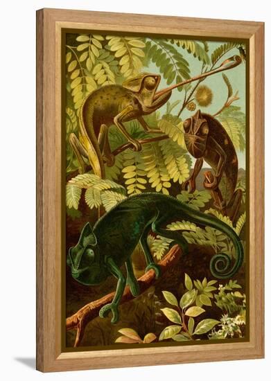 Chameleons-F.W. Kuhnert-Framed Stretched Canvas