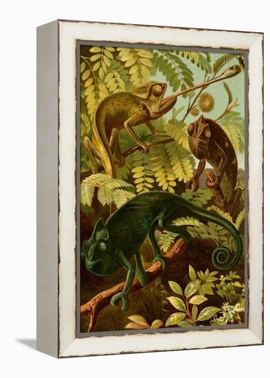 Chameleons-F.W. Kuhnert-Framed Stretched Canvas