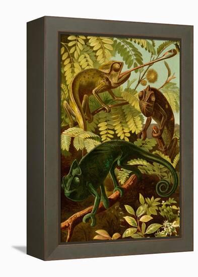 Chameleons-F.W. Kuhnert-Framed Stretched Canvas