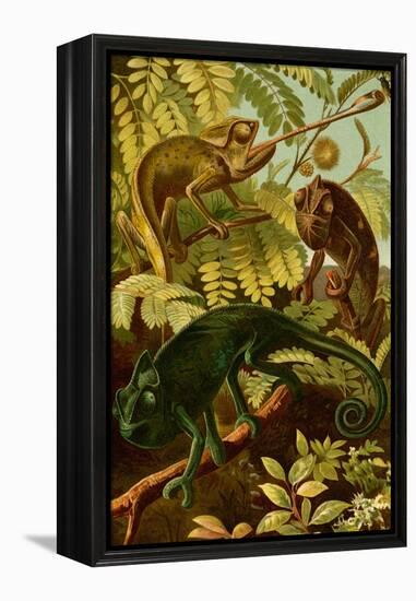 Chameleons-F.W. Kuhnert-Framed Stretched Canvas