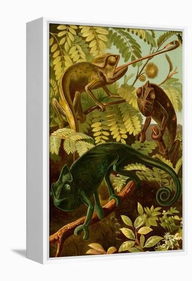 Chameleons-F.W. Kuhnert-Framed Stretched Canvas