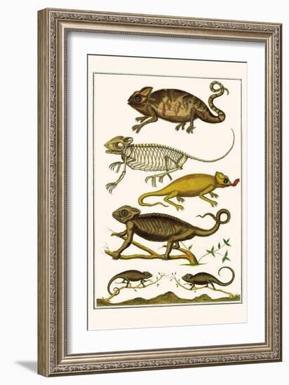 Chameleons-Albertus Seba-Framed Art Print