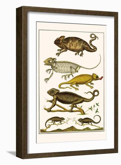 Chameleons-Albertus Seba-Framed Art Print