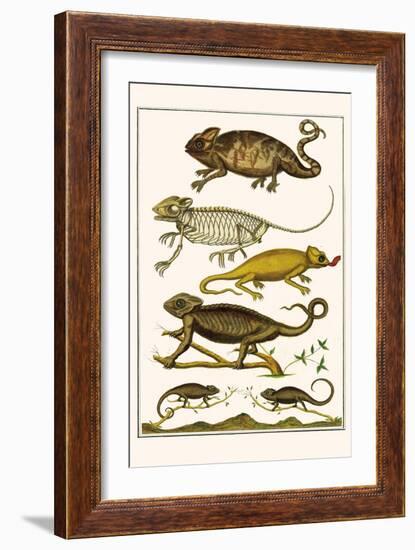 Chameleons-Albertus Seba-Framed Art Print