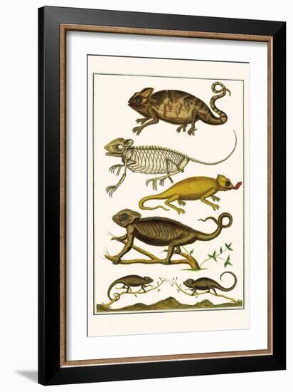 Chameleons-Albertus Seba-Framed Art Print