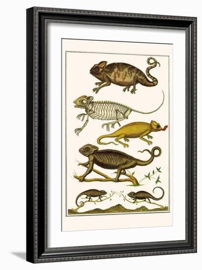 Chameleons-Albertus Seba-Framed Art Print