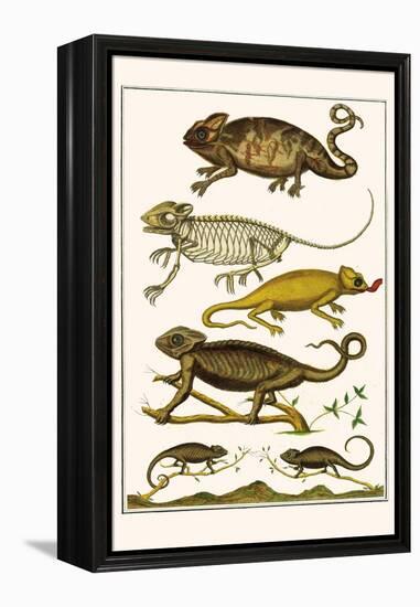 Chameleons-Albertus Seba-Framed Stretched Canvas