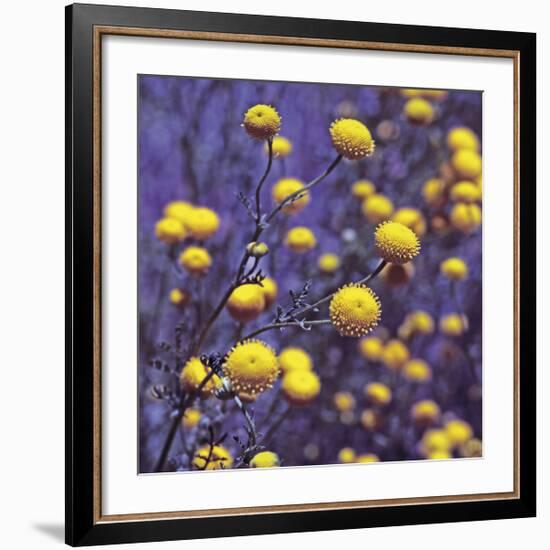 Chammomile-Ken Bremer-Framed Giclee Print