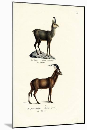 Chamois, 1824-Karl Joseph Brodtmann-Mounted Giclee Print