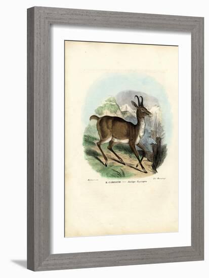 Chamois, 1863-79-Raimundo Petraroja-Framed Giclee Print