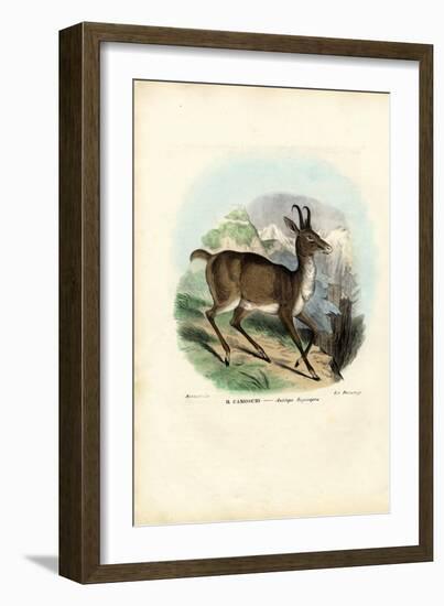 Chamois, 1863-79-Raimundo Petraroja-Framed Giclee Print