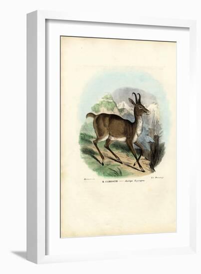 Chamois, 1863-79-Raimundo Petraroja-Framed Giclee Print