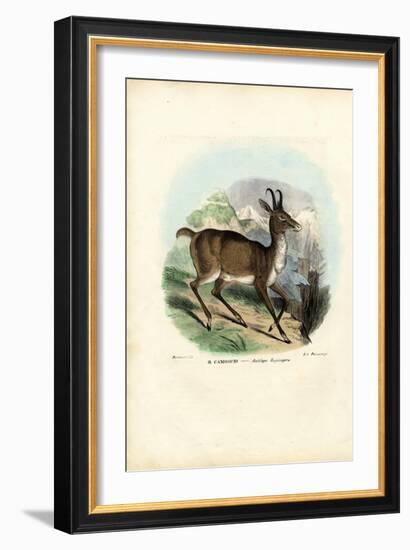Chamois, 1863-79-Raimundo Petraroja-Framed Giclee Print