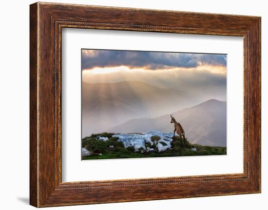 Chamois in Piatra Craiului Romania-Dan Mirica-Framed Photographic Print