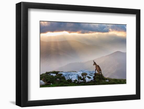 Chamois in Piatra Craiului Romania-Dan Mirica-Framed Photographic Print