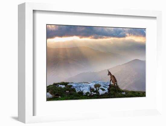 Chamois in Piatra Craiului Romania-Dan Mirica-Framed Photographic Print