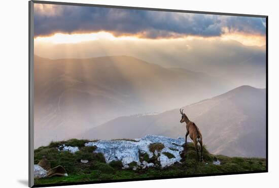 Chamois in Piatra Craiului Romania-Dan Mirica-Mounted Photographic Print