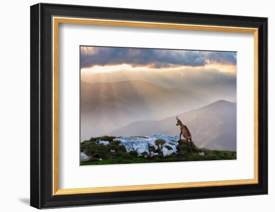 Chamois in Piatra Craiului Romania-Dan Mirica-Framed Photographic Print