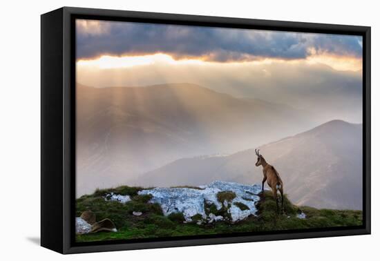 Chamois in Piatra Craiului Romania-Dan Mirica-Framed Premier Image Canvas