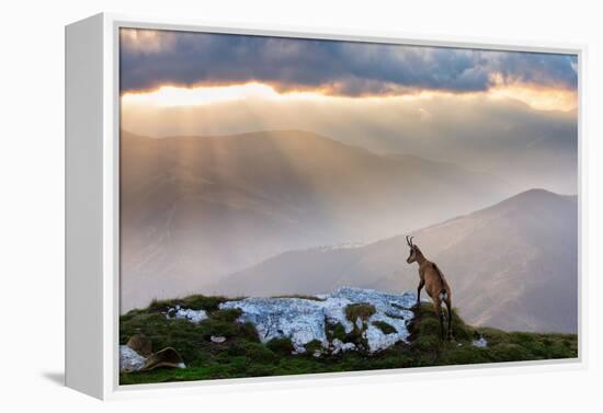 Chamois in Piatra Craiului Romania-Dan Mirica-Framed Premier Image Canvas