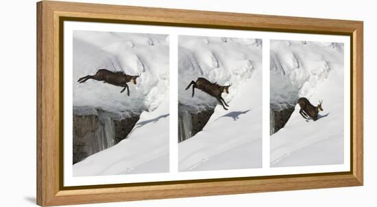 Chamois (Rupicapra Rupicapra) Jumping over Crevasse in the Snow, Abruzzo National Park, Italy-Angelo Gandolfi-Framed Premier Image Canvas