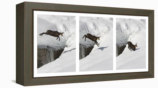 Chamois (Rupicapra Rupicapra) Jumping over Crevasse in the Snow, Abruzzo National Park, Italy-Angelo Gandolfi-Framed Premier Image Canvas