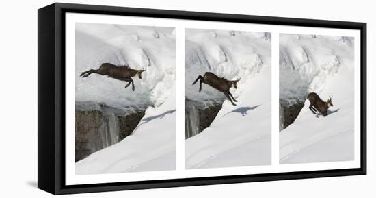 Chamois (Rupicapra Rupicapra) Jumping over Crevasse in the Snow, Abruzzo National Park, Italy-Angelo Gandolfi-Framed Premier Image Canvas