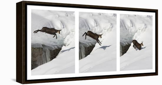 Chamois (Rupicapra Rupicapra) Jumping over Crevasse in the Snow, Abruzzo National Park, Italy-Angelo Gandolfi-Framed Premier Image Canvas