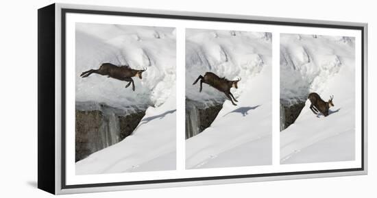 Chamois (Rupicapra Rupicapra) Jumping over Crevasse in the Snow, Abruzzo National Park, Italy-Angelo Gandolfi-Framed Premier Image Canvas