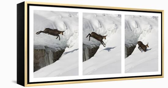 Chamois (Rupicapra Rupicapra) Jumping over Crevasse in the Snow, Abruzzo National Park, Italy-Angelo Gandolfi-Framed Premier Image Canvas