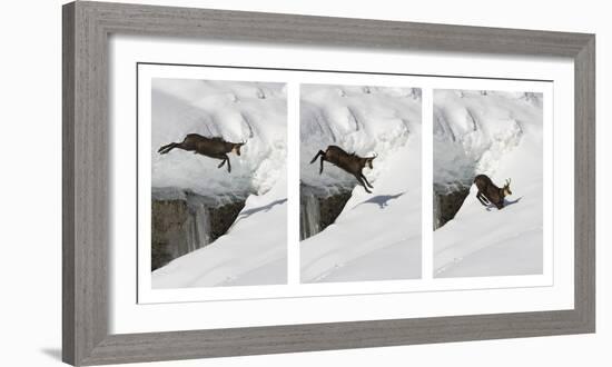 Chamois (Rupicapra Rupicapra) Jumping over Crevasse in the Snow, Abruzzo National Park, Italy-Angelo Gandolfi-Framed Photographic Print