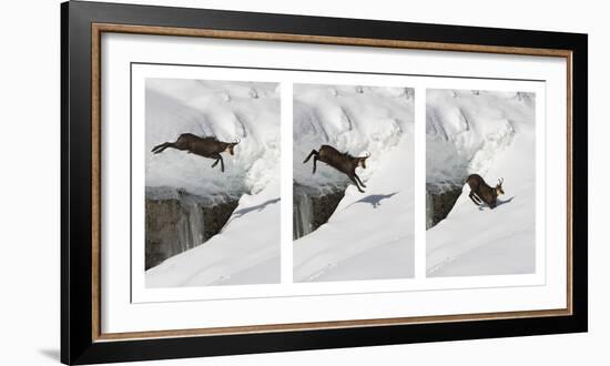 Chamois (Rupicapra Rupicapra) Jumping over Crevasse in the Snow, Abruzzo National Park, Italy-Angelo Gandolfi-Framed Photographic Print