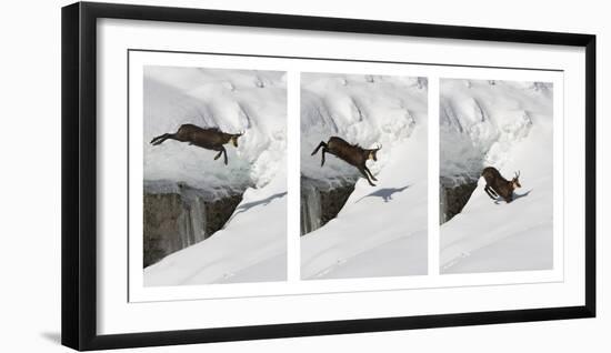 Chamois (Rupicapra Rupicapra) Jumping over Crevasse in the Snow, Abruzzo National Park, Italy-Angelo Gandolfi-Framed Photographic Print