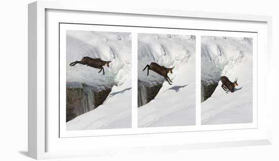 Chamois (Rupicapra Rupicapra) Jumping over Crevasse in the Snow, Abruzzo National Park, Italy-Angelo Gandolfi-Framed Photographic Print