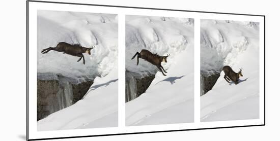 Chamois (Rupicapra Rupicapra) Jumping over Crevasse in the Snow, Abruzzo National Park, Italy-Angelo Gandolfi-Mounted Photographic Print