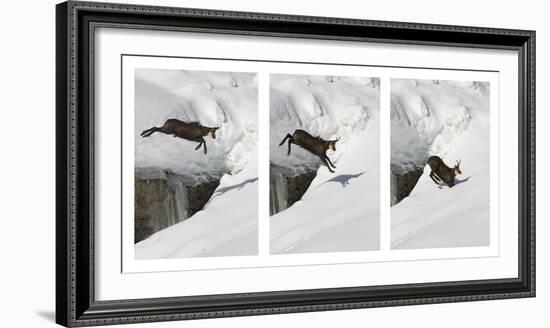 Chamois (Rupicapra Rupicapra) Jumping over Crevasse in the Snow, Abruzzo National Park, Italy-Angelo Gandolfi-Framed Photographic Print