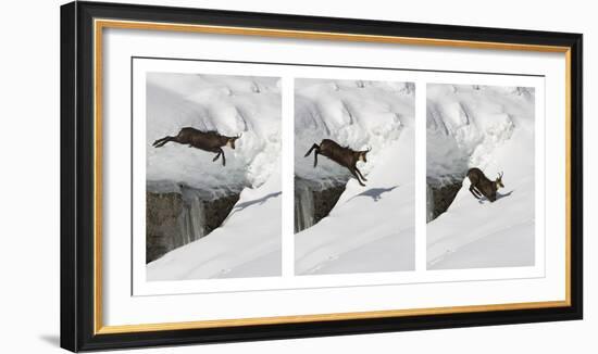 Chamois (Rupicapra Rupicapra) Jumping over Crevasse in the Snow, Abruzzo National Park, Italy-Angelo Gandolfi-Framed Photographic Print