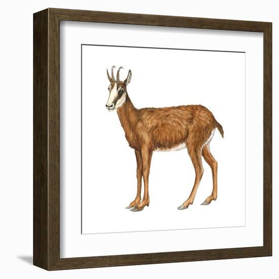 Chamois (Rupicapra Rupicapra), Mammals-Encyclopaedia Britannica-Framed Art Print