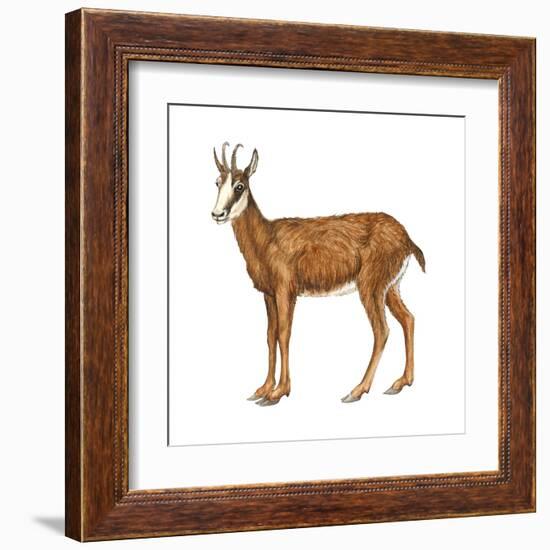 Chamois (Rupicapra Rupicapra), Mammals-Encyclopaedia Britannica-Framed Art Print