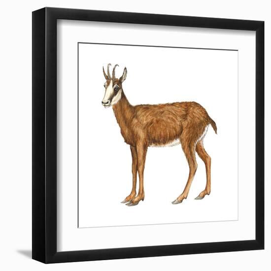 Chamois (Rupicapra Rupicapra), Mammals-Encyclopaedia Britannica-Framed Art Print