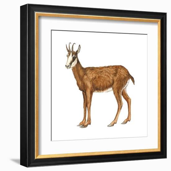 Chamois (Rupicapra Rupicapra), Mammals-Encyclopaedia Britannica-Framed Art Print