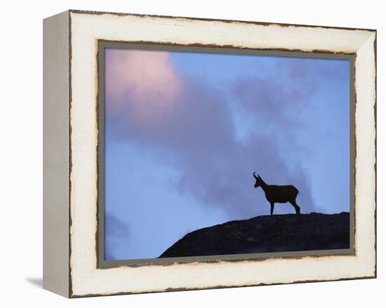 Chamois (Rupicapra Rupicapra) Silhouetted, Gran Paradiso National Park, Italy-Tim Edwards-Framed Premier Image Canvas