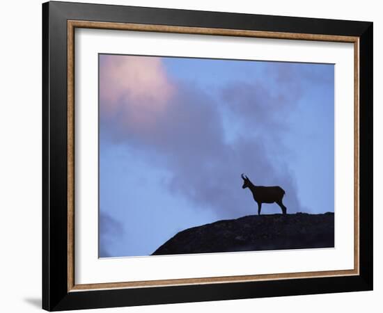 Chamois (Rupicapra Rupicapra) Silhouetted, Gran Paradiso National Park, Italy-Tim Edwards-Framed Photographic Print