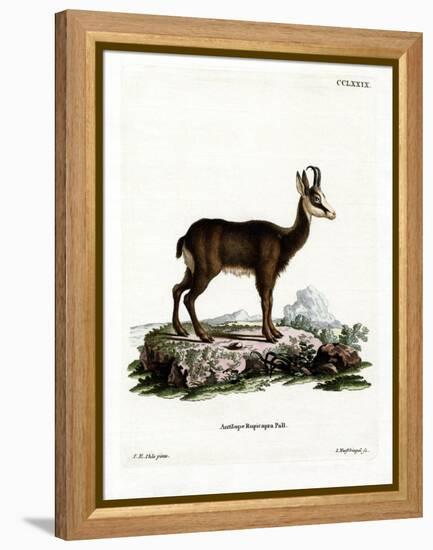 Chamois-null-Framed Premier Image Canvas