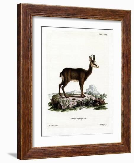 Chamois-null-Framed Giclee Print