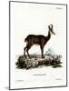 Chamois-null-Mounted Giclee Print