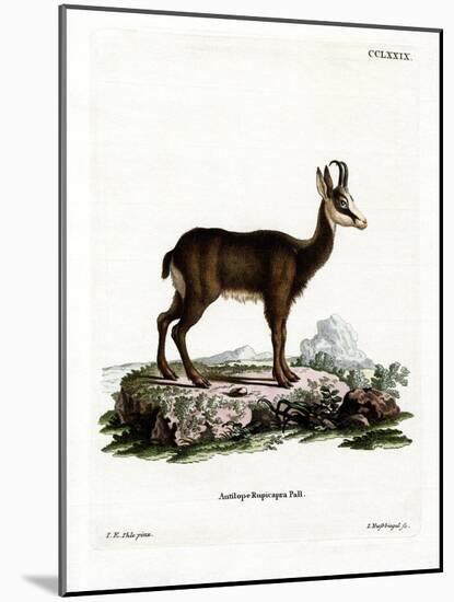 Chamois-null-Mounted Giclee Print