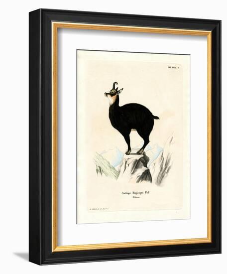 Chamois-null-Framed Giclee Print