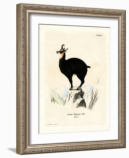 Chamois-null-Framed Giclee Print